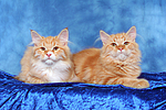 Sibirische Katzen / siberian cats