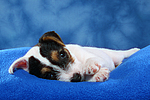 Parson Russell Terrier Welpe / parson russell terrier puppy