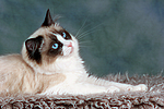 Ragdoll