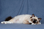 Ragdoll