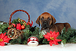 Rhodesian Ridgeback Welpe / rhodesian ridgeback puppy