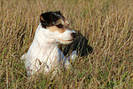 Parson Russell Terrier