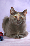 liegende Britisch Kurzhaar / lying british shorthair