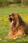 Briard / berger de brie