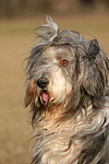 Bearded Collie