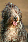 Bearded Collie