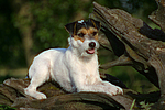 Parson Russell Terrier