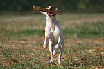 spielender American Staffordshire Terrier / playing american staffordshire terrier