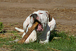 American Staffordshire Terrier knabbert an Stock / gnawing american staffordshire terrier