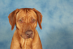 Rhodesian Ridgeback