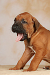 Rhodesian Ridgeback Welpe / rhodesian ridgeback puppy