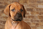 Rhodesian Ridgeback Welpe / rhodesian ridgeback puppy