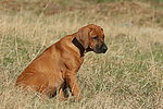 Rhodesian Ridgeback Welpe / rhodesian ridgeback puppy