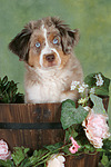 Miniature Australian Shepherd Welpe / miniature australian shepherd puppy