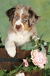 Miniature Australian Shepherd Welpe / miniature australian shepherd puppy