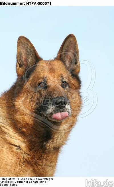 Deutscher Schäferhund Portrait / German Shepherd Portrait / HTFA-000571