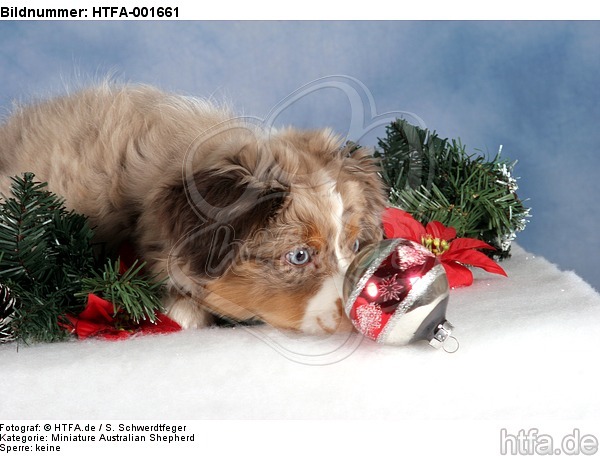 Miniature Australian Shepherd Welpe / miniature australian shepherd puppy / HTFA-001661