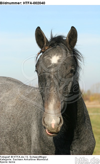 Sachsen Anhaltiner Warmblut / horse / HTFA-002040