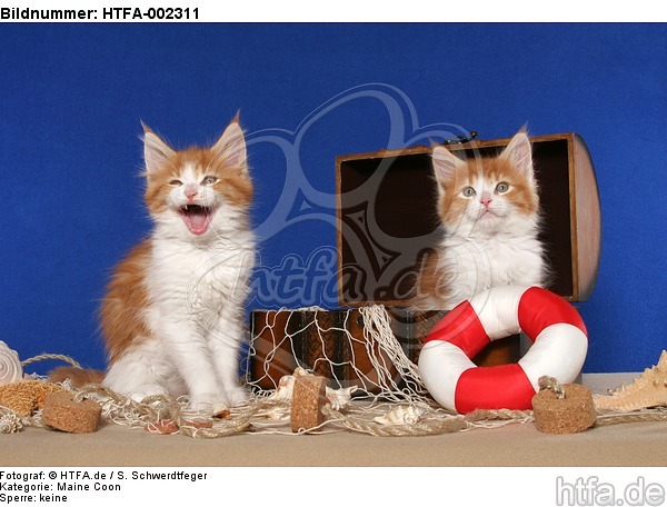 Maine Coon Kätzchen / maine coon kitten / HTFA-002311