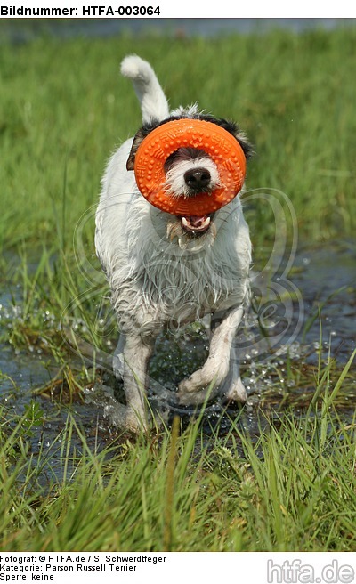 Parson Russell Terrier / HTFA-003064