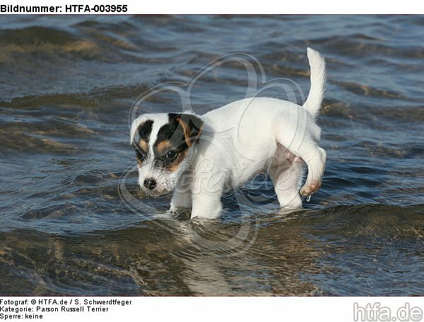 Parson Russell Terrier Welpe / parson russell terrier puppy / HTFA-003955