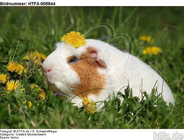 Crested Meerschwein / crested guninea pig / HTFA-005844