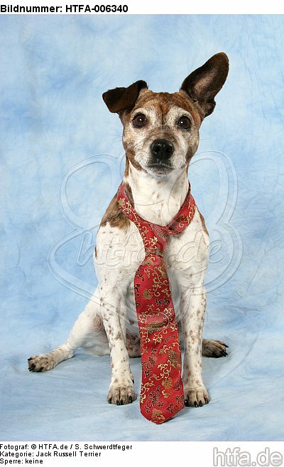 Jack Russell Terrier / HTFA-006340