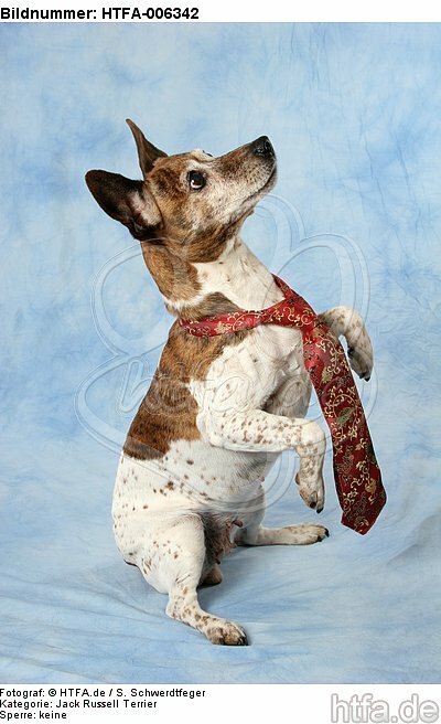 Jack Russell Terrier / HTFA-006342