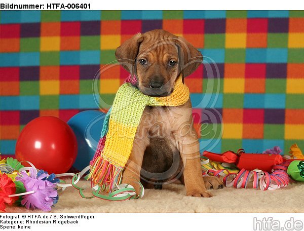 Rhodesian Ridgeback Welpe / rhodesian ridgeback puppy / HTFA-006401