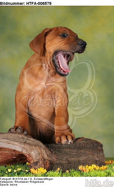 Rhodesian Ridgeback Welpe / rhodesian ridgeback puppy / HTFA-006579