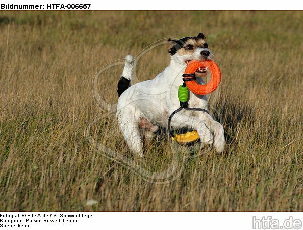 Parson Russell Terrier / HTFA-006657