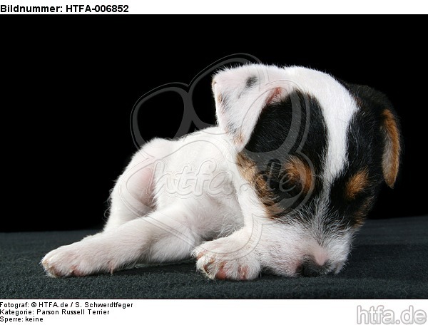 Parson Russell Terrier Welpe / parson russell terrier puppy / HTFA-006852