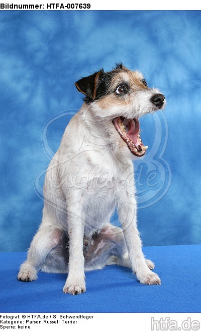 Parson Russell Terrier / HTFA-007639