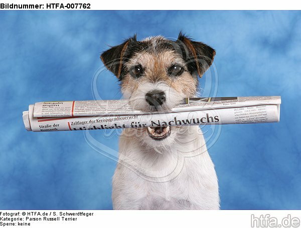 Parson Russell Terrier / HTFA-007762