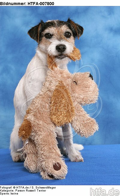 Parson Russell Terrier / HTFA-007800