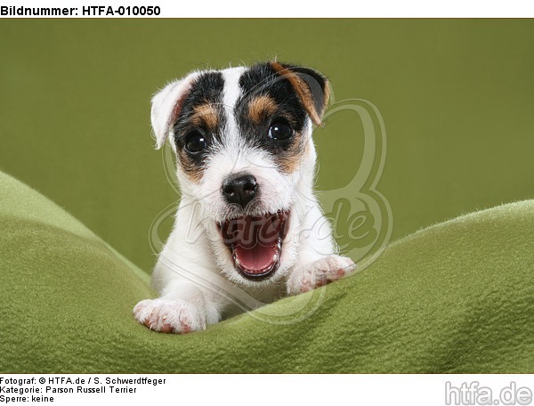 gähnender Parson Russell Terrier Welpe / yawning PRT puppy / HTFA-010050