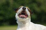 Parson Russell Terrier