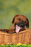 Rhodesian Ridgeback Welpe / rhodesian ridgeback puppy