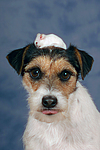 Parson Russell Terrier und Maus / dog and mouse