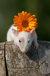 Farbratte mit Blume / rat with flower