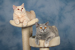 Britisch Kurzhaar / british shorthair