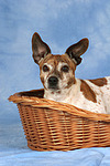 Jack Russell Terrier