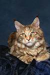 Maine Coon