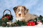 Miniature Australian Shepherd Welpe / miniature australian shepherd puppy