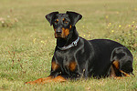 Dobermann / doberman pinscher