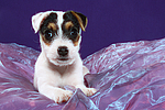 Parson Russell Terrier Welpe / parson russell terrier puppy