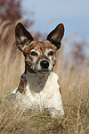 Jack Russell Terrier