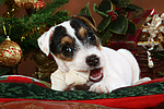 Parson Russell Terrier Welpe zu Weihnachten / PRT puppy at christmas