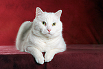 liegender weißer BKH-Mix / lying white domestic cat