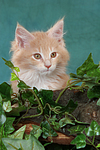 Maine Coon Kätzchen Portrait / maine coon kitten portrait